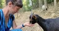 avatar petsitter