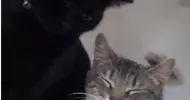 avatar petsitter