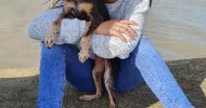 avatar petsitter