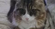 avatar petsitter