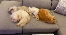avatar petsitter