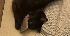 avatar petsitter