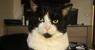 avatar petsitter