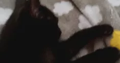 avatar petsitter