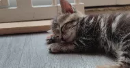 avatar petsitter
