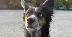 avatar petsitter