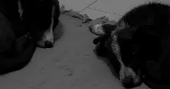 avatar petsitter