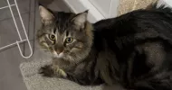 avatar petsitter