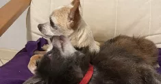 avatar petsitter
