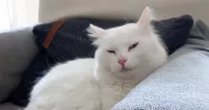 avatar petsitter