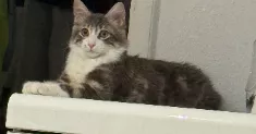 avatar petsitter