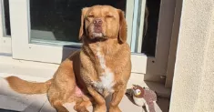 avatar petsitter
