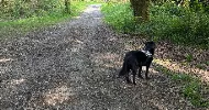 avatar petsitter