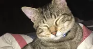 avatar petsitter