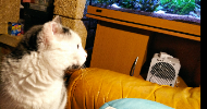 dominique pet sitter à Castelnaudary 11400