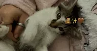 avatar petsitter