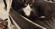 avatar petsitter
