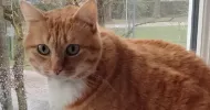 avatar petsitter
