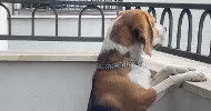 avatar petsitter