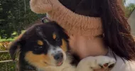 avatar petsitter