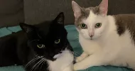 avatar petsitter