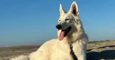 avatar petsitter