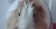 avatar petsitter