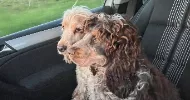 avatar petsitter