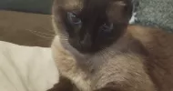 avatar petsitter