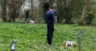 avatar petsitter