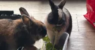 avatar petsitter