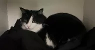avatar petsitter