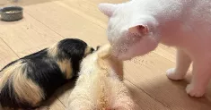 avatar petsitter
