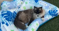 avatar petsitter