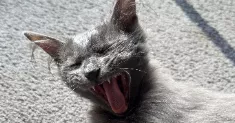 avatar petsitter