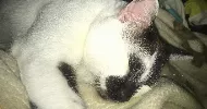 avatar petsitter