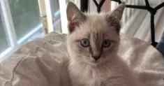 avatar petsitter
