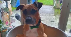 avatar petsitter