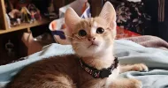 avatar petsitter