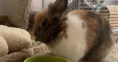 avatar petsitter