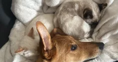avatar petsitter