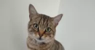 avatar petsitter