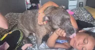 avatar petsitter