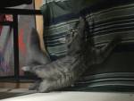 Lobna pet sitter à Hoenheim 67800
