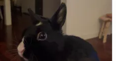 avatar petsitter