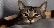 avatar petsitter