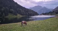 avatar petsitter