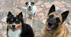 avatar petsitter