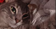 avatar petsitter