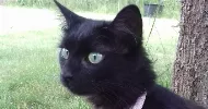 avatar petsitter